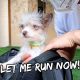 Off Leash Run With My Puppy | Vlog #912