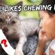 This Helped For My Puppy’s Chewing Urges | Vlog #908
