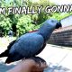 What My Bird Did For the First Time Outside | Vlog #913