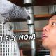 Why My Bird Stopped Flying (Very Sad) | Vlog #910